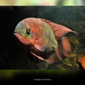 CICHLASOMA TEMPORALES MTZ       (A)