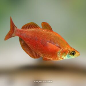 MELANOTAENIA MACA ph-7.2 (CRIADO)        (E)