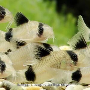 CORIDORA PANDA                          (E)