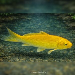 CARPA OGON OURO PQ ph-7.02            (A)