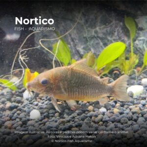 CORIDORA BROCHIS SPLENDENS (VERDE GD)         (E)