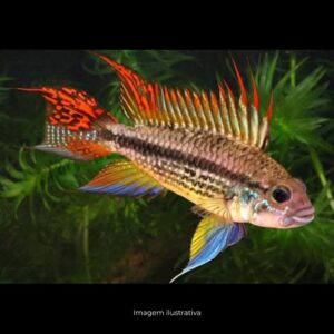 APISTOGRAMMA CACATUOIDESph-7.0               (A)