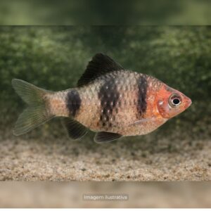 BARBUS NIGROFASCIATUS MTZ ph-7.0               (A)