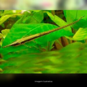FARLOWELLA*                                    (E)