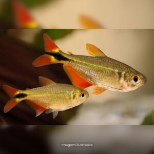 TETRA BUENOS AIRES* ph-7.0                     (A)