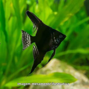 ACARA PRETO PQ* ph-6.8                         (A)
