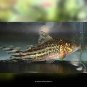 CORIDORA ROBINEAE ph-7.0                       (E)