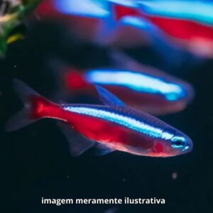 TETRA NEON CARDINAL GD* ph-6.6                 (E)