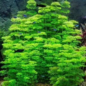PLANTA LIMNOPHILA SESSILIFLORA (PINHEIRINHO)*