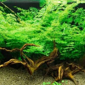 PLANTA SAMAMBAIA