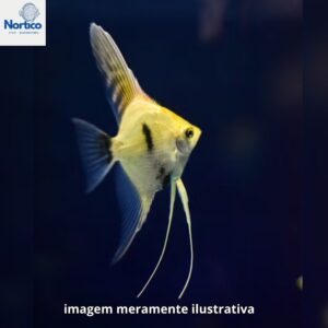 ACARA DALMATA PLATINA PQ PH-6.8    (A)