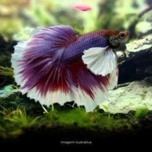 BETTA DUMBO