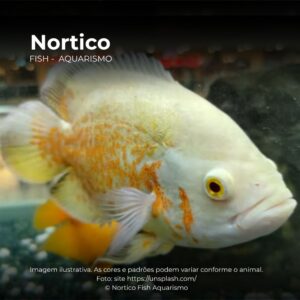 OSCAR ALBINO RED RUBI    15-20CM     (A)
