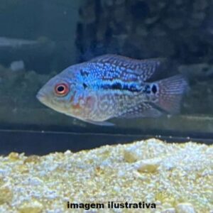 FLOWERHORN BLUE  TITANIUM MD              (A)