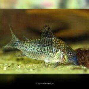 CORIDORA SODALIS                               (E)