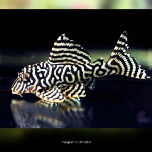 CASCUDO ZEBRA BRANCO L333*                  (E)