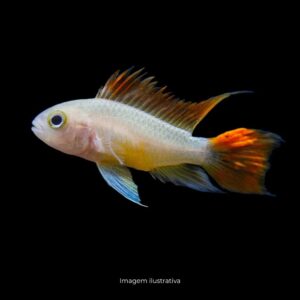 APISTOGRAMMA CACATUOIDES WHITE ORANGE     (A)