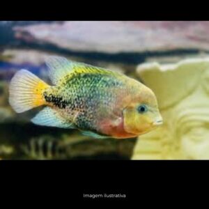 CICHLASOMA SYNSPILLUM M/G                     (A)