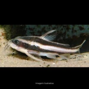 PLATYDORA ARMATUS              (E)
