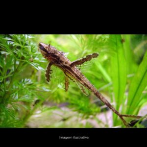 RINELORICARIA LANCEOLATA              (E)