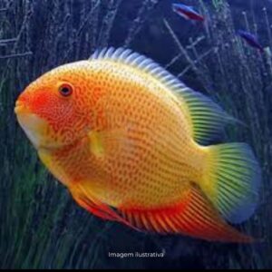 ACARA SEVERO GOLD RED SPOTTED MD             (E)