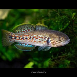 GOBY PURPLE STRIPED GUDGEON