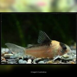 CORYDORA NIJSSENI