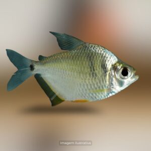 TETRAGONOPTERUS CHALCEUS