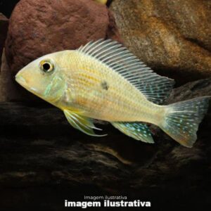 GEOPHAGUS ALTIFRONS MD