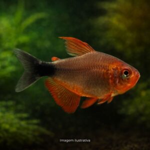 TETRA PEUGEOTI                        (A)