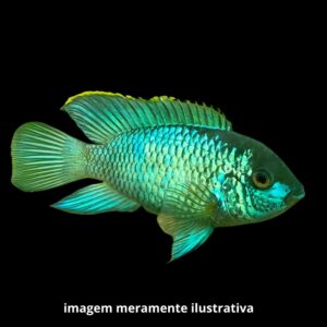 ACARA BLUE NEON