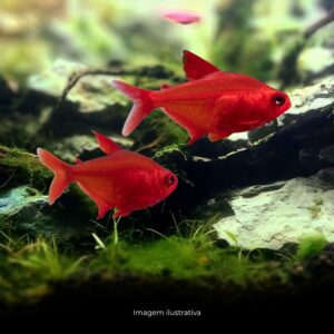 TETRA RED CHERRY   (A)
