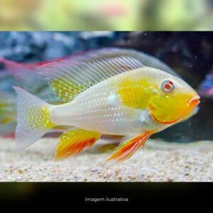 GEOPHAGUS HECKELLI ALBINO