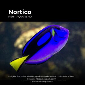 TANG BLUE 12 CM  (E)