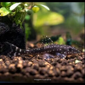 PAROTOCINCLUS HAROLDOI