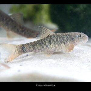 DOCTOR FISH (GARRA RUFA)   (E)
