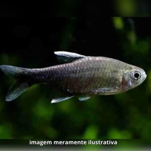 TETRA NEGO D' AGUA