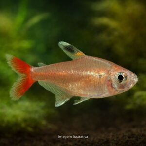 TETRA NORDESTE