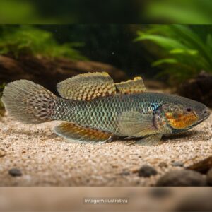 GOBY DORMINHOCO
