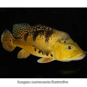 TUCUNARE AMARELO 10 A 12 CM