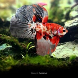 BETTA MACHO KOI