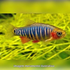 RASBORA ESMERALDA