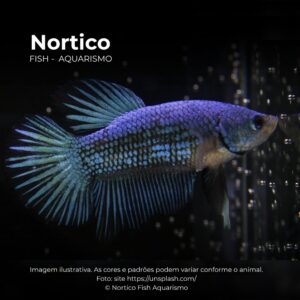 BETTA PLAKAT