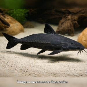 OXYDORA NIGER 12 A 15 CM