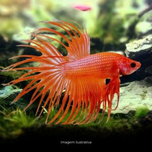 BETTA CROWN TAIL -LARANJA-