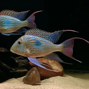 GEOPHAGUS SVENI
