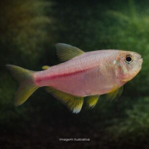 TETRA PINK LEMON