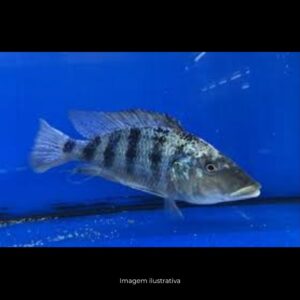 ARISTOCHROMIS CHRISTYI 9 A 12CM