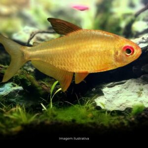 TETRA TANGERINA