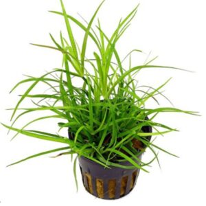 PL/ VASO JUNCUS REPENS